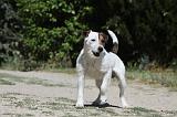 PARSON RUSSEL TERRIER 080